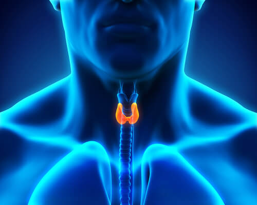 Glándula tiroides para representar la relación entre estrés e hipertiroidismo