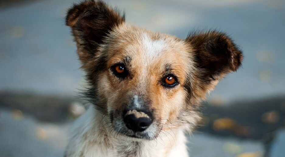 El perrito curioso, un hermoso relato del destino