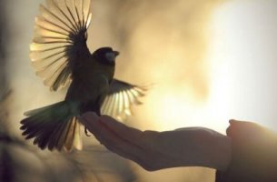 Mano con pájaro para representar las frases de Osho para reflexionar