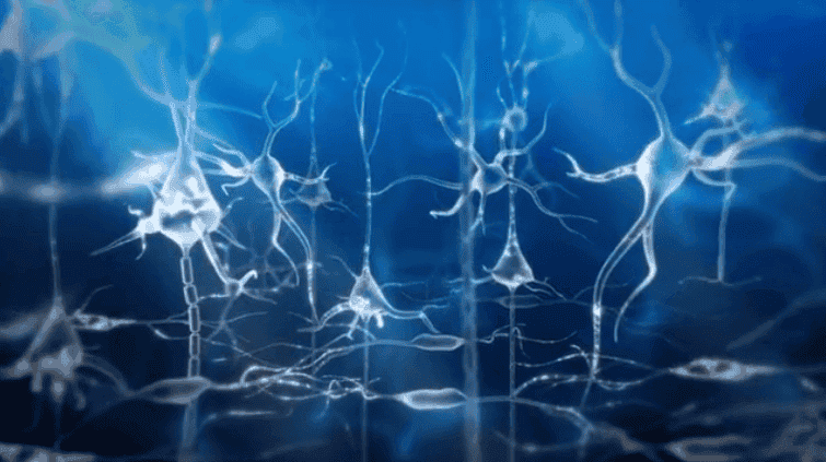 células nerviosas formando engramas