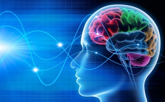 cerebro en la fase REM