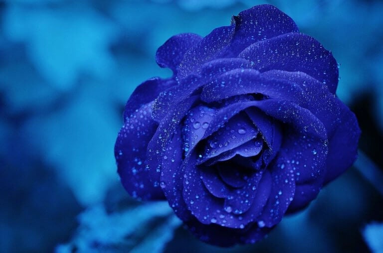 Rosa azul floreciendo