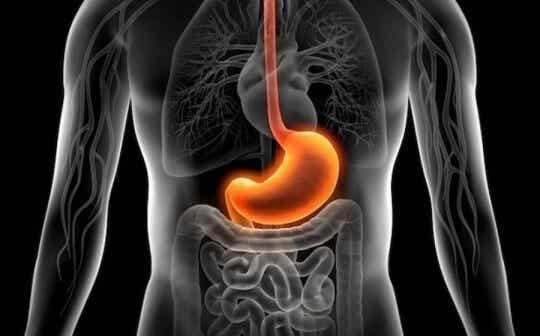 sistema digestivo que sufre estrés y gastritis