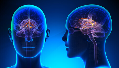 Sistema límbico del cerebro iluminado