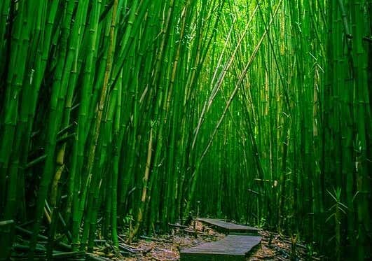 bosque simbolizando cómo ser como el bambú