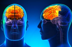 Cerebro con lóbulos frontales