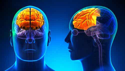 ¿Qué es el lóbulo frontal?