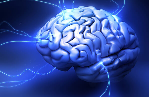 cerveau avec thalamus