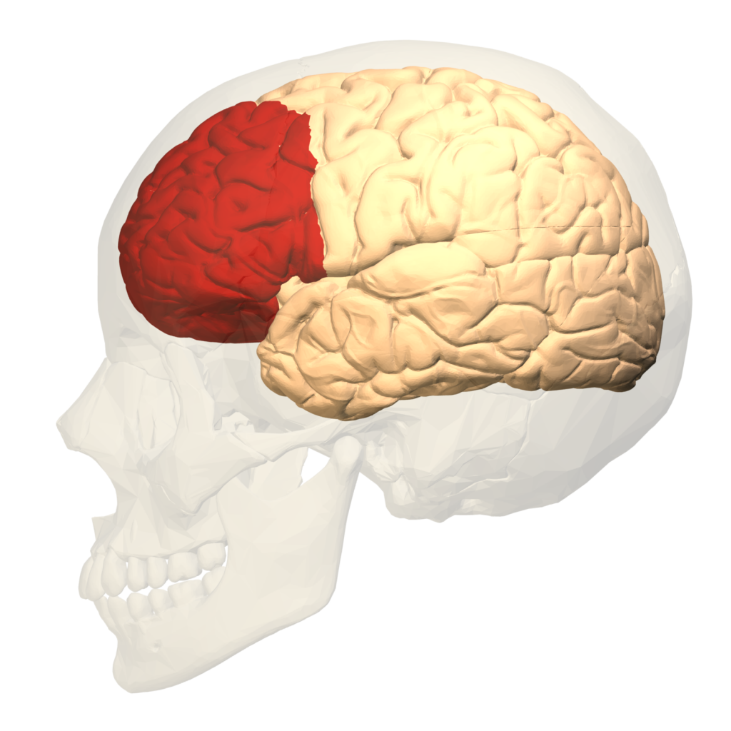 Corteza prefrontal