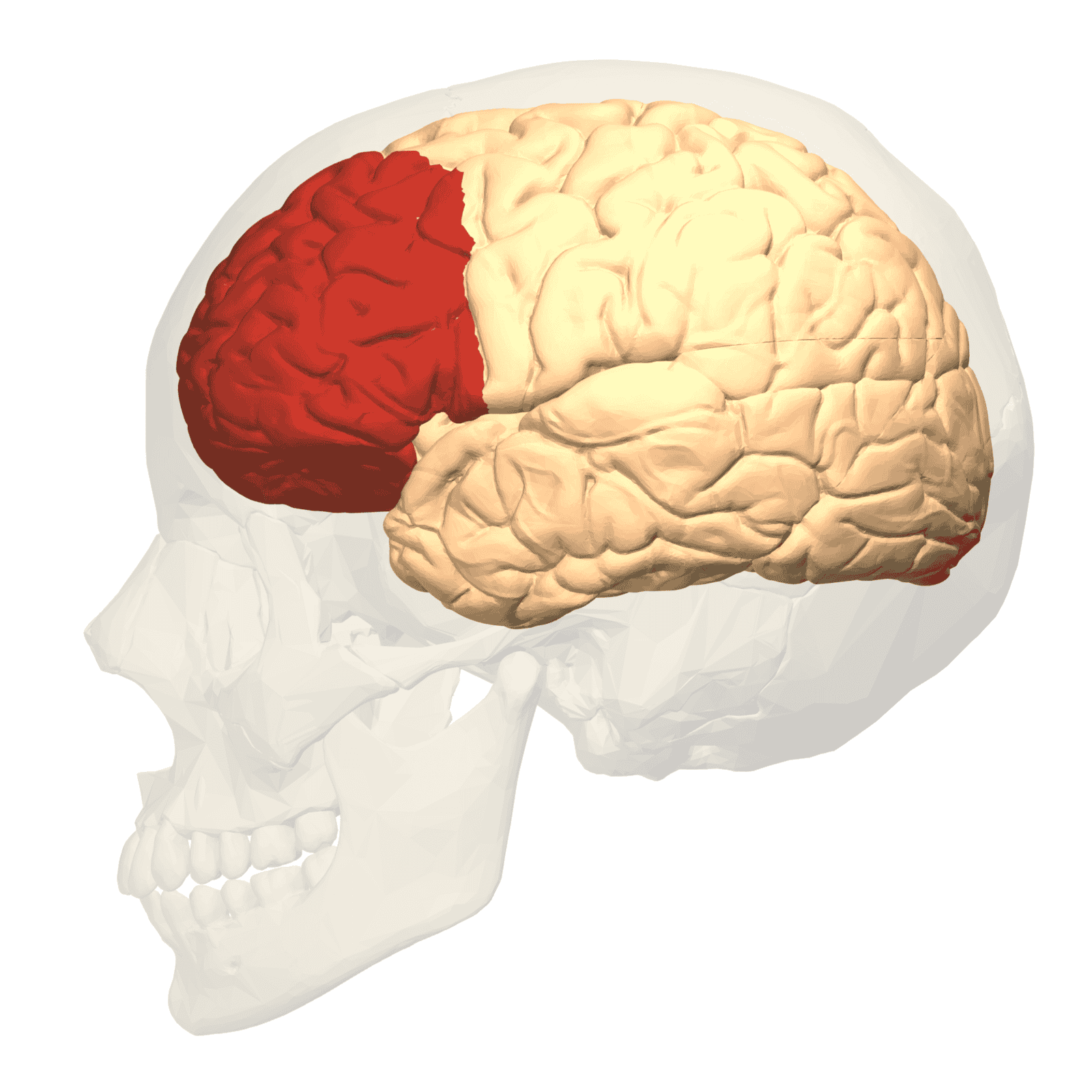Corteza prefrontal