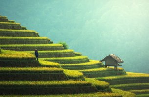 Paisaje verde para ejemplificar la evolución cultural