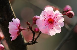 flor del cerezo representando la psicología japonesa