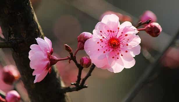 flor del cerezo representando las frases del budismo