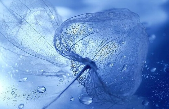 Hoja y gotas de agua azules