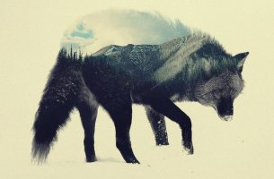 Lobo para representar la novela el lobo estepario