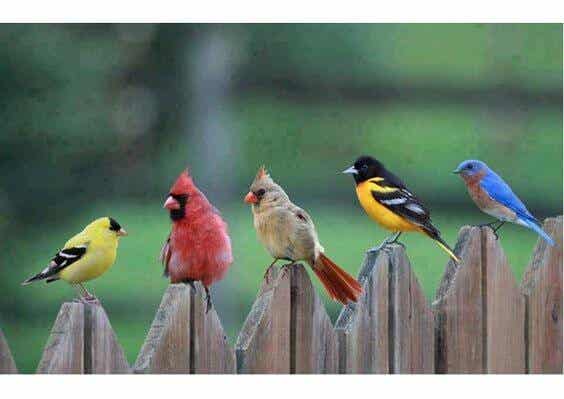 pájaros mirándose entre sí representando la ira
