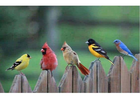 pájaros mirándose entre sí representando la ira