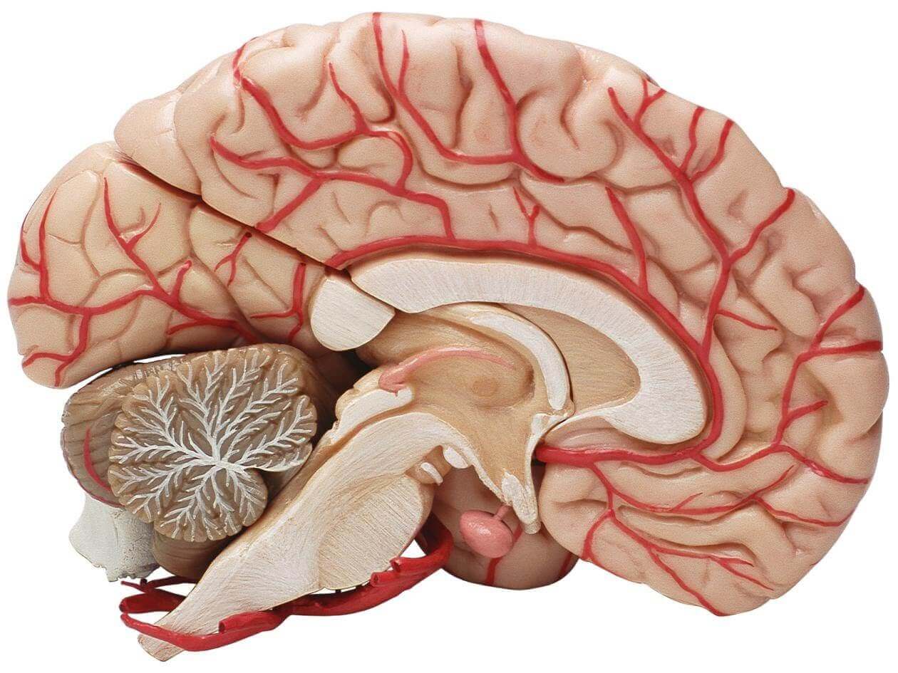 Cerebro