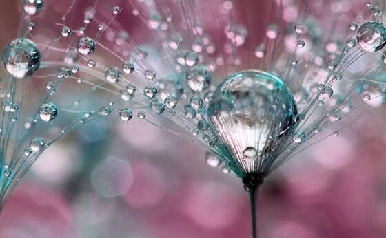 planta que simboliza el arte de usar los 5 sentidos para vencer el estrés