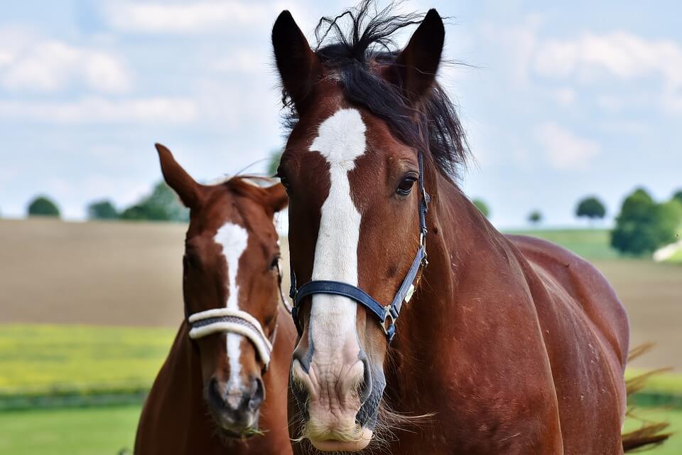 Caballos marrones