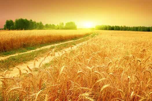 campo de trigo regado por la vasija agrietada