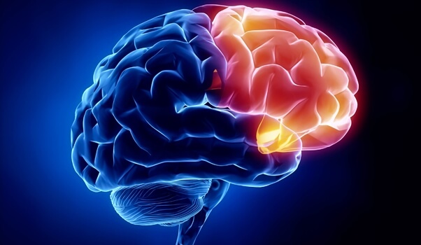 corteza orbitofrontal para representar la región cerebral de la culpabilidad