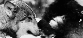 Wolves playing in the snow.