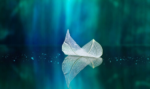 hoja en el agua simbolizando la teoría de Mihaly Csikszentmihalyi