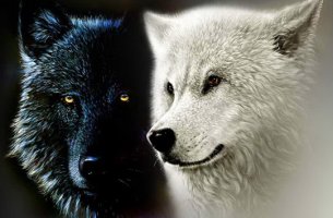 lobo blanco y lobo negro representando la leyenda cherokee de los dos lobos