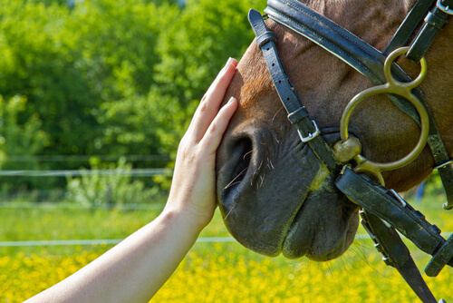 Mano con caballo