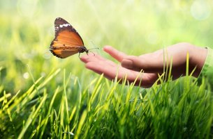 mano tocando mariposa representando la comunicación kinestésica
