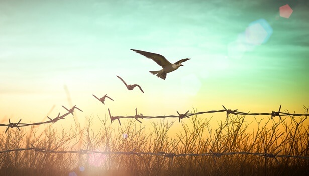 espino que se convierte en pájaros simbolizando la idea del buen vivir