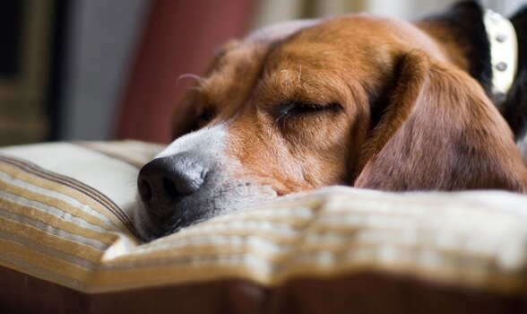 Perro que sufre narcolepsia
