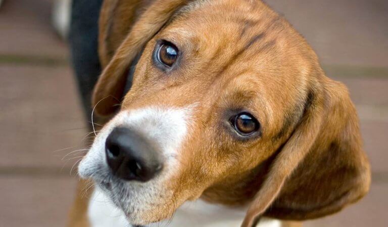 Perro mirando de lado representando las curiosidades sobre las feromonas