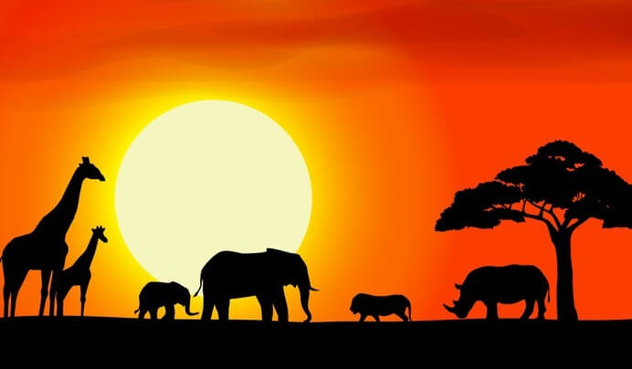 animales representando los proverbios africanos