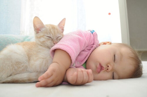 Bebé con un gato