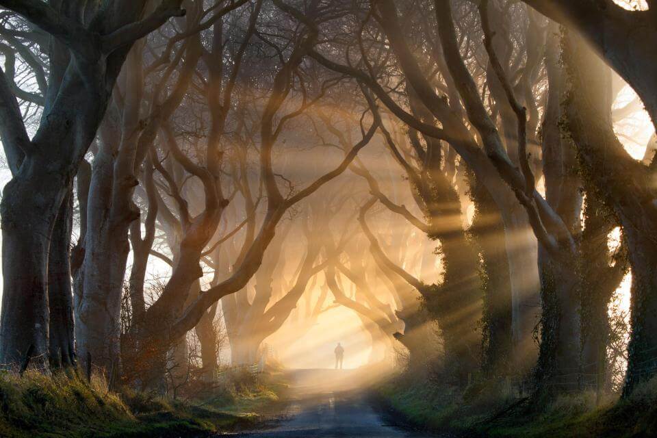 bosque representando las películas de miedo que creas en tu mente