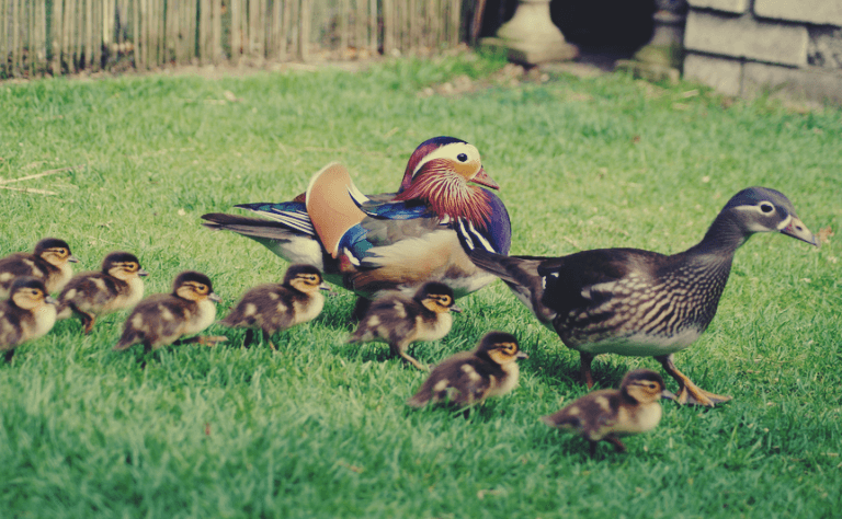 Crias de patos