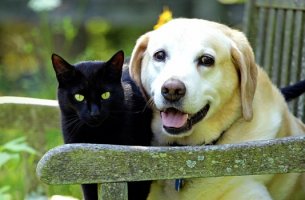 gato y perro en un banco representando el El duelo por nuestras mascotas