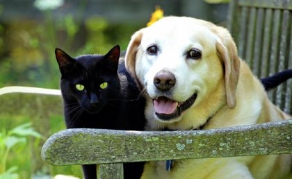 El duelo por nuestras mascotas: 4 claves que nos ayudarán