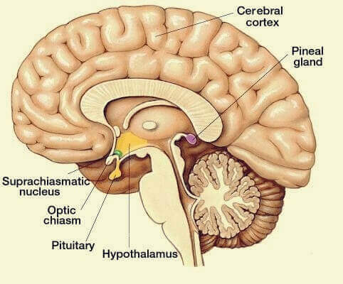 Pineal gland