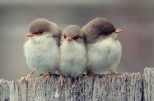 pájaros en una valla simbolizando los tres tipos de amistad