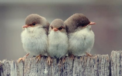 3 tipos de amistad según Aristóteles