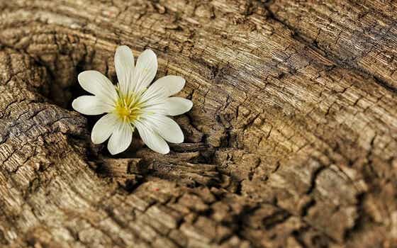 Flor que sale en árbol representando las lecciones de resiliencia en tiempos de coronavirus