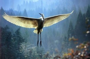 imagen simbolizando el cuento del el anciano y la grulla