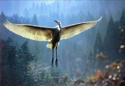 La conmovedora historia del anciano y la grulla