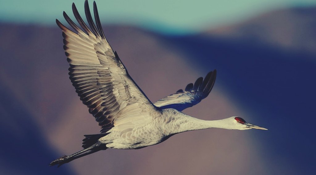 La conmovedora historia del anciano y la grulla Grulla-volando-1024x569