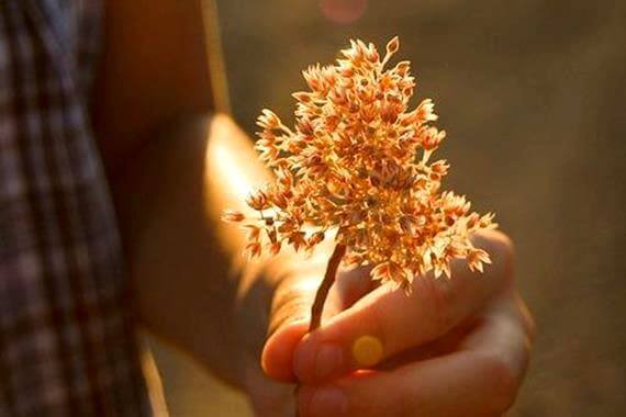 Mano con planta