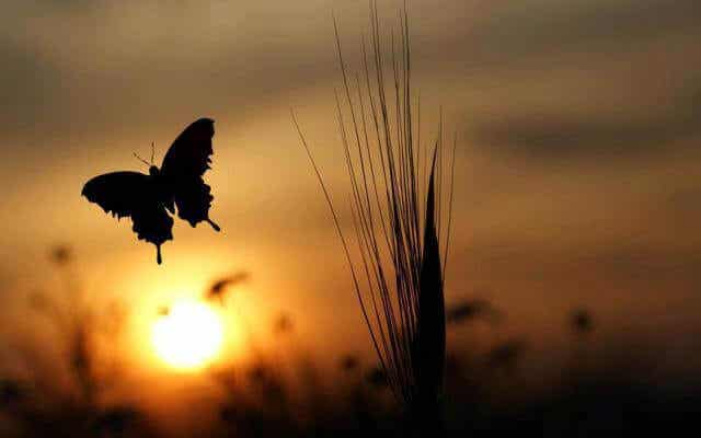 Mariposa al amanecer simbolizando el proceso de individuación