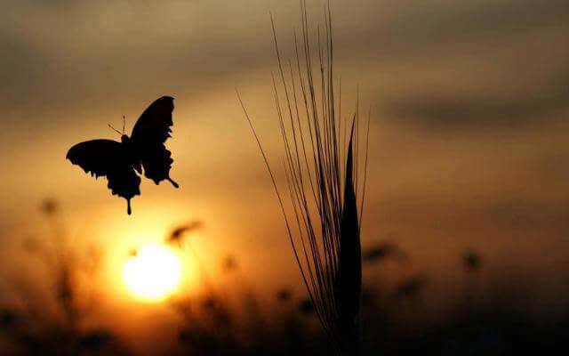 mariposa al amanecer simbolizando la búsqueda de la abundancia